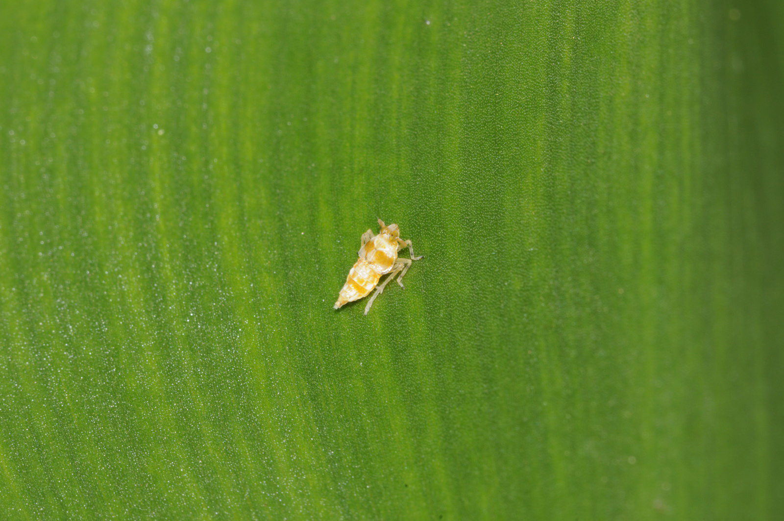 Plant Hopper on Water Hyacinth Leaf